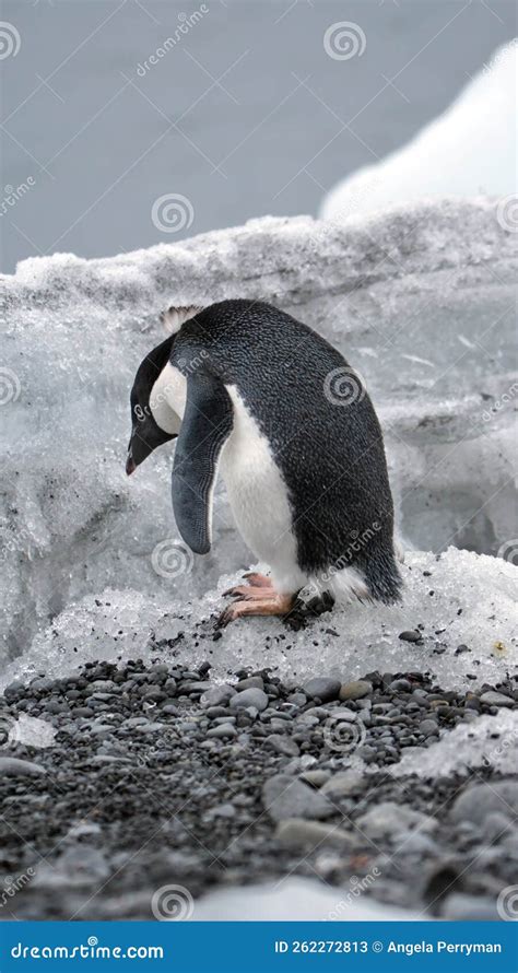 Adelie Penguin in Antarctica Stock Image - Image of brown, antarctic ...