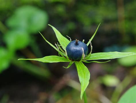 Вороний глаз и его лечебные свойства, применение и фото вороньего глаза.