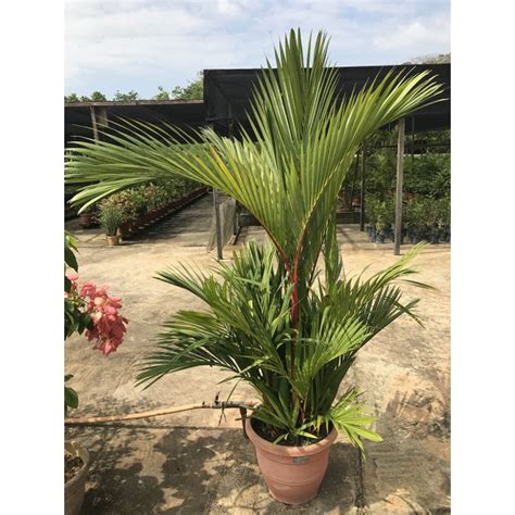 Buy Cyrtostachys Renda Lipstick Palm Guan Lee Heng Landscaping Pte Ltd