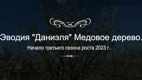 Эводия "Даниэля" Медовое дерево. Начало третьего сезона роста 2023 г ...