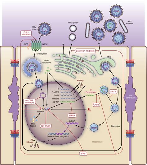 Development Of Direct Acting Antiviral And Host Targeting Agents For