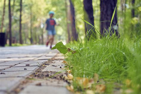 Jalan Setapak Terbuat Dari Lempengan Paving Rumput Hijau Tumbuh Di