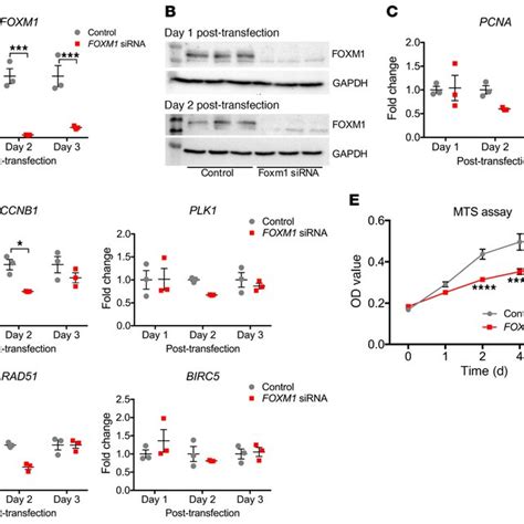 Foxm1 Drives Proximal Tubular Epithelial Proliferation A Qpcr For