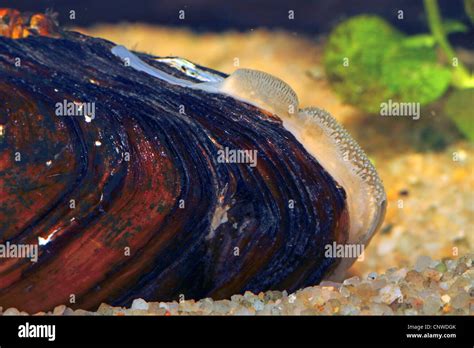 Painters Mussel Unio Pictorum Pollicepes Pictorum Siphon Germany