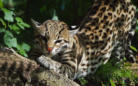 Beautiful Ocelot In The Bushes Wallpaper 2880x1800 11634