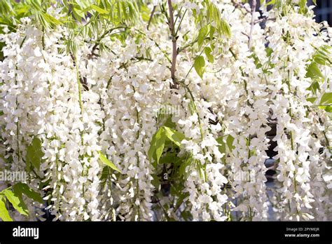 Fleurs De Robinier En Acacia Blanc La Robinia Florale Robinia