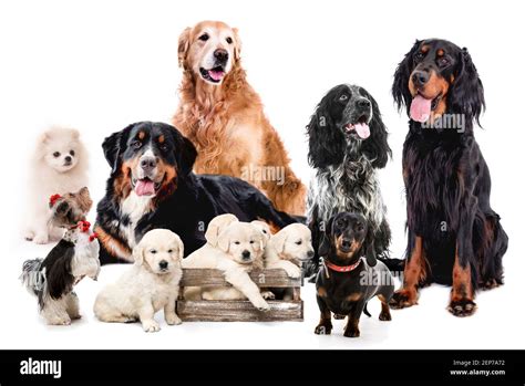 Group of cute fluffy dogs Stock Photo - Alamy