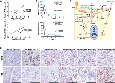 Figure From Muc And Hif Alpha Signaling Crosstalk Induces Anabolic