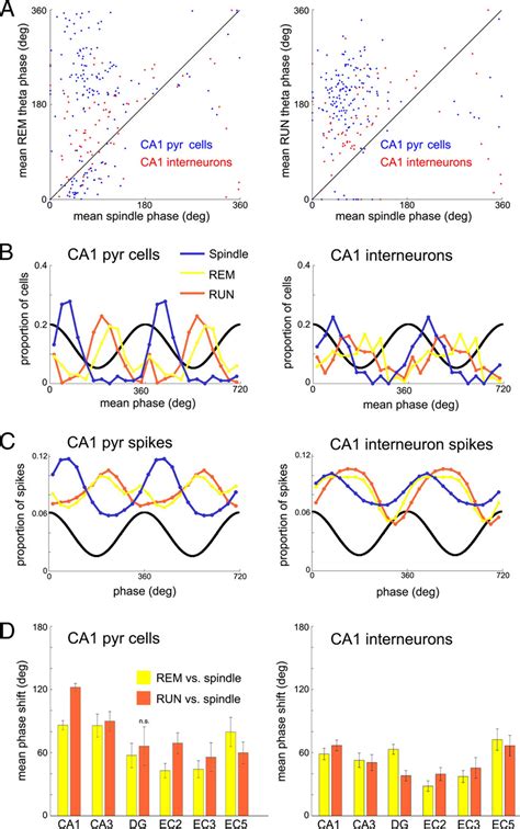 Firing Phase Preferences Are Different During Theta And Spindles A