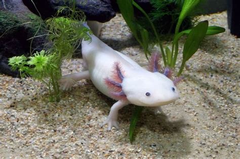 Mulai Dari Axolotl Hingga Katak Kaca Ini 5 Hewan Unik Dan Aneh Yang