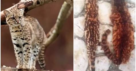 Descubren una nueva especie de felino en Colombia El gato de Nariño