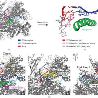 Model Of Rna Polymerase Nucleotide Addition Cycle Nac Adopted From