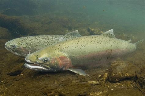 All About Steelhead Trout - Cosumnes River Preserve