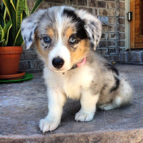 Australian Shepherd Corgi Mix ~ FUROSEMIDE