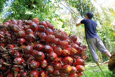 Harga Sawit Dijangka Terus Meningkat Dibawah Pentadbiran Anwar