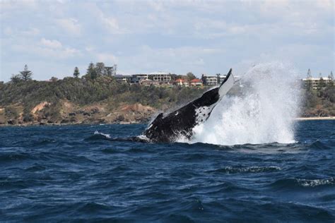 Whale Watching Reaching Its Peak Port Macquarie News Port Macquarie