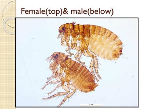 Ppt Flea And Bedbug Powerpoint Presentation Free Download Id2095193