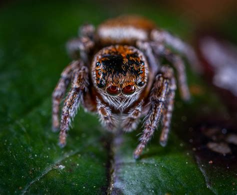 Jumping Spider Photos, Download The BEST Free Jumping Spider Stock Photos & HD Images