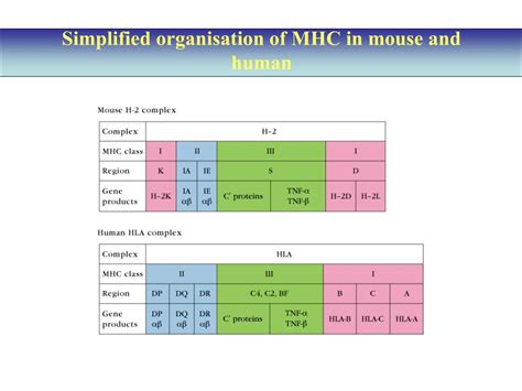 Ppt The Mhc Complex Genetics Function And Disease Association