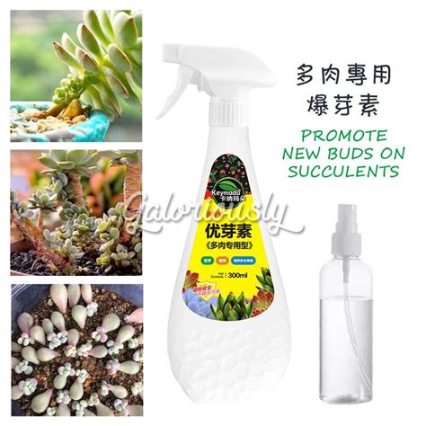succulents bud growth hormone succulent leaf propagation promote buds