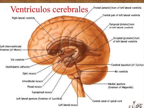 Configuración externa e interna del cerebro PPT