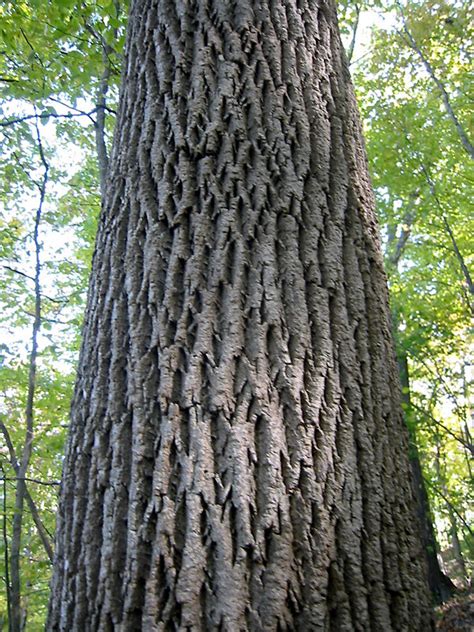 White Ash A Field Guide For Tsa Campus Woods ·