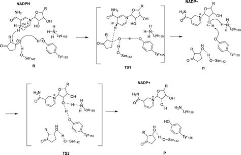 Origin Of The Enantioselectivity Of Alcohol Dehydrogenase Physical Chemistry Chemical Physics