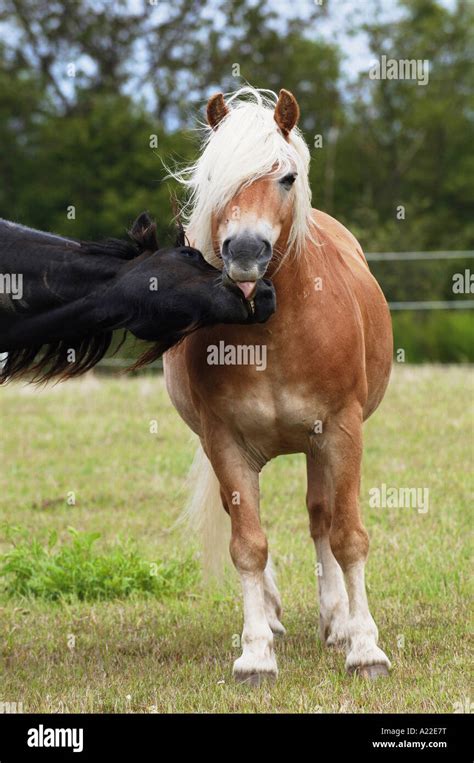 Friesian Horse And Haflinger Horse Stock Photo Alamy