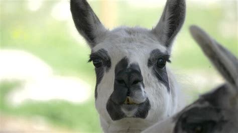 "Llama Close Up" Images – Browse 135 Stock Photos, Vectors, and Video ...