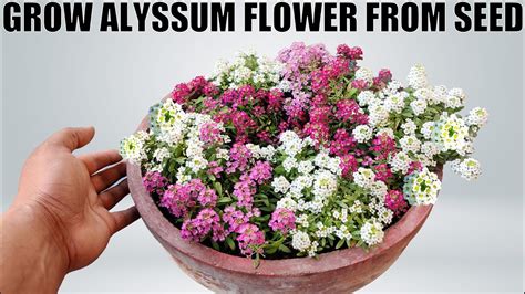 How To Grow Alyssum Flower Seed To Flower Youtube