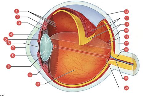 Eye Labeling Diagram Quizlet