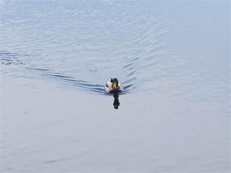 Premium Photo High Angle View Of Duck Swimming In Water