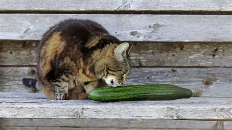 Are Cats Scared of Cucumbers?