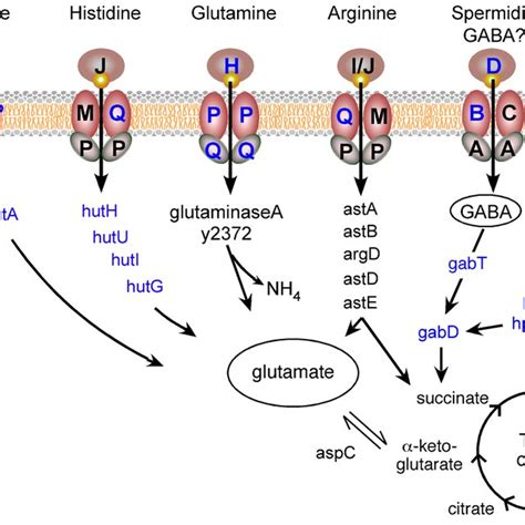 Y Pestis Amino Acid Uptake And Catabolism Pathways Upregulated In The Download Scientific