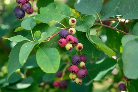 Your Foolproof Guide to Growing Delicious Serviceberries