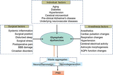 Frontiers Dysfunction Of The Glymphatic System As A Potential