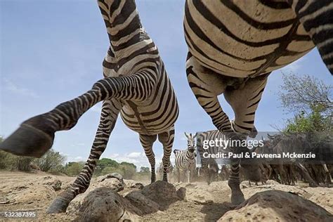 271 Zebra Herd Running Stock Photos, High-Res Pictures, and Images - Getty Images