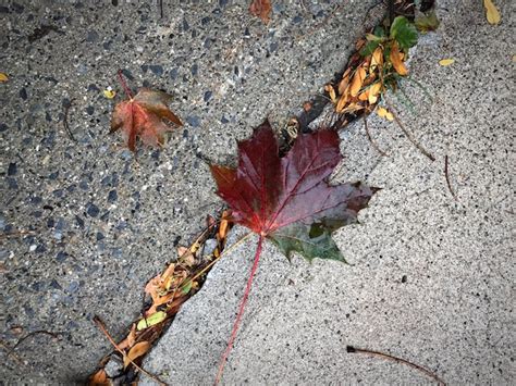 Premium Photo High Angle View Of Maple Leaves On Street