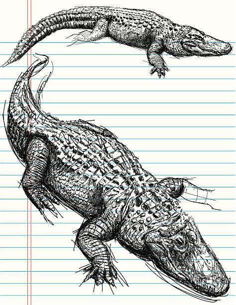 1,200+ Alligator Sketch Stock Illustrations, Royalty-Free Vector ...