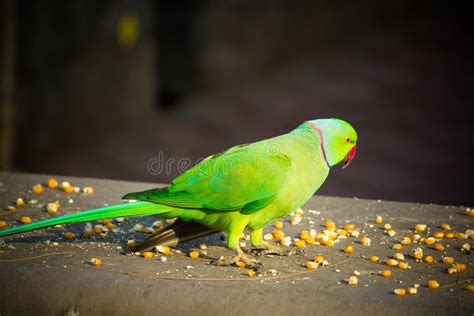 Periquito Verde De Ringneck Del Indio Loro Colorido Que Come La