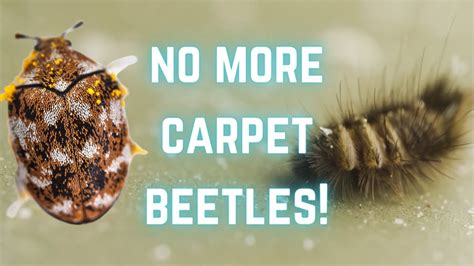 Are Varied Carpet Beetles Harmful | www.resnooze.com