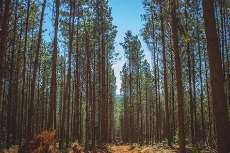 Tendências para a floresta mudanças e análises na visão dos CEOs para