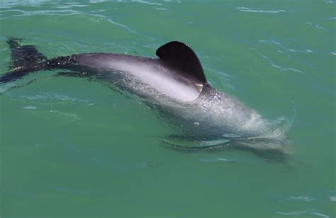 Māui dolphin: Marine mammals