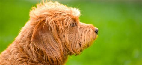 Allergy-Friendly Dog Breeds: Find Your Perfect Companion