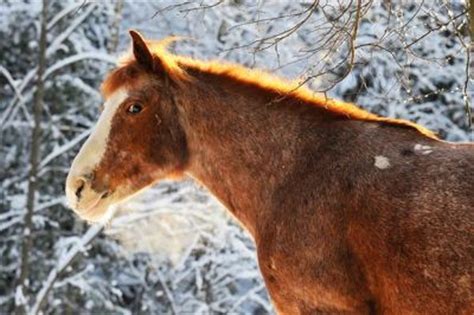 Keeping Farm Animals Healthy in the Winter