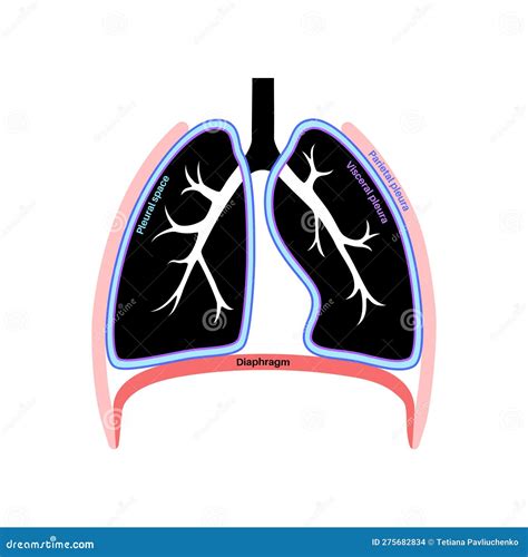 Pleura Anatomical Poster Vector Illustration Cartoondealer