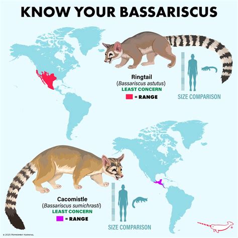 peppermint narwhal creative   bassariscus  bassariscus