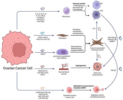 Role Of Exosomes In The Invasion And Metastasis Of Ovarian Cancer And