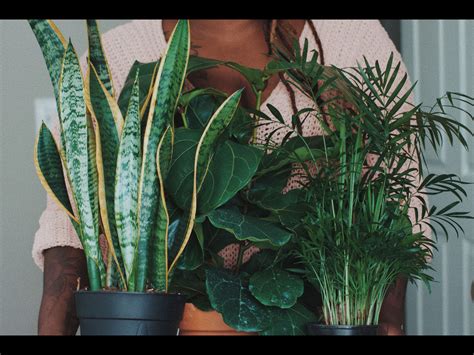 Snake Plant: Benefits, Types, Cautions, and How to Grow