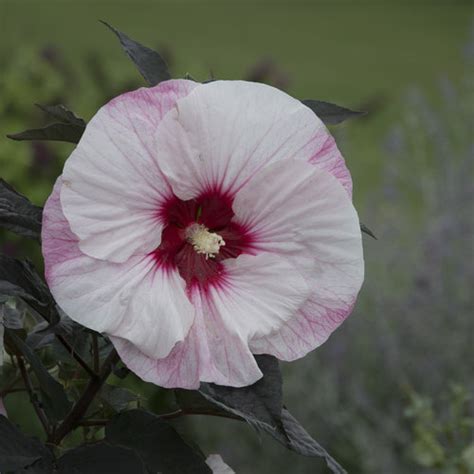 Hardy Hibiscus Or Rose Mallow Southern Belle Seeds Beautiful Hong Kong